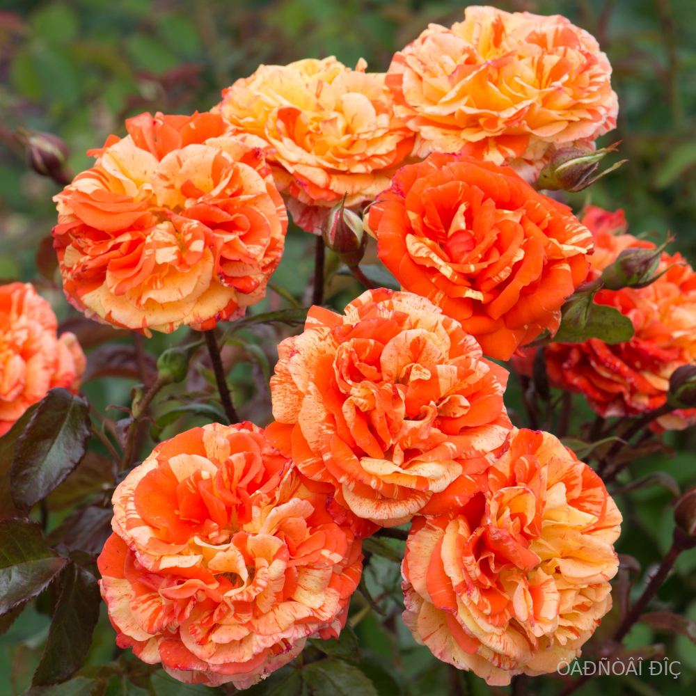    (Oranges and Lemons).