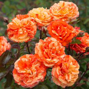    (Oranges and Lemons).