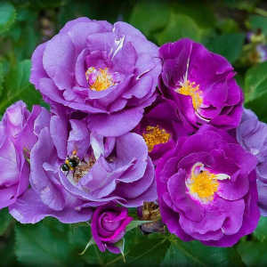   (Rhapsody in Blue)