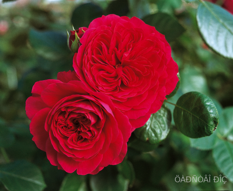     (Red Leonardo da Vinc)