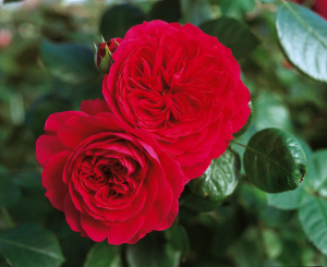     (Red Leonardo da Vinc)