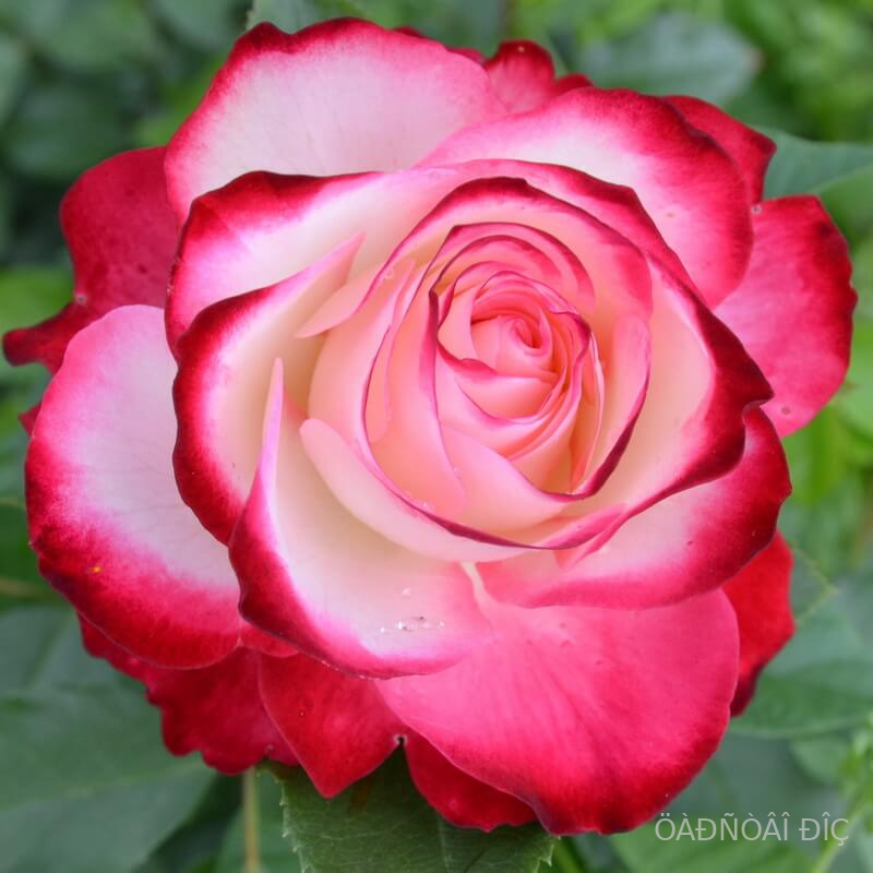    (Jubile du Prince de Monaco)