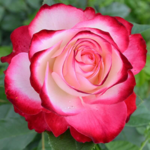    (Jubile du Prince de Monaco)