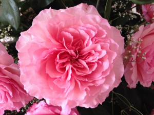   (Mayras Rose)