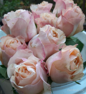   (Victorian Peach)