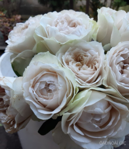  (Shade of beige)