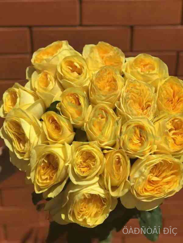 Vip New Yellow XXL