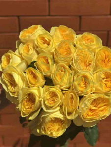 Vip New Yellow XXL