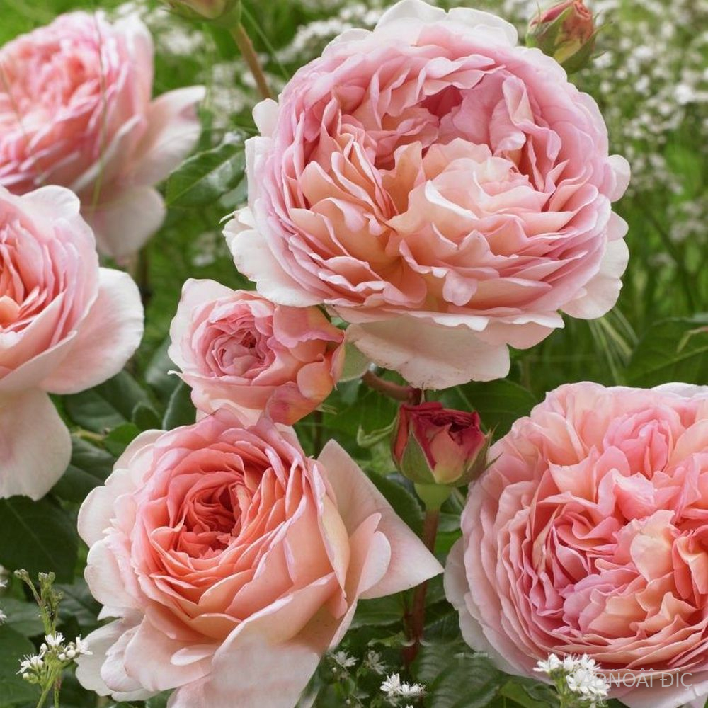   (Abraham Darby) 