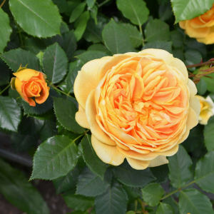   (Golden Zest)