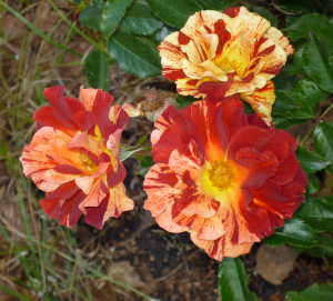   (Summer Lodge)