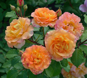     (Pour L'amour D'un Chateau)