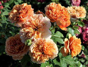  ` (Belle d`Anjou)