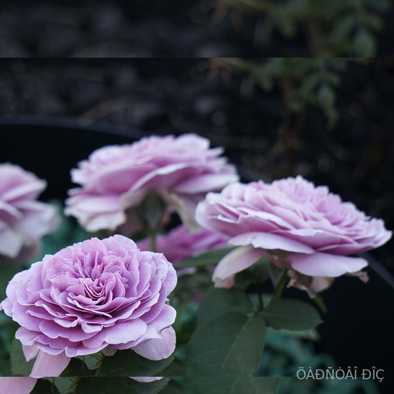   (Lavender Crystal)