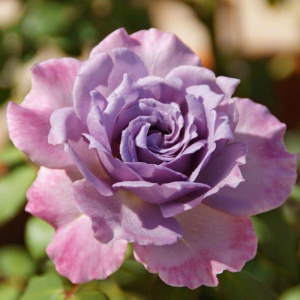   (Lavender Crystal)