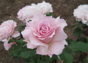   (La Marie)