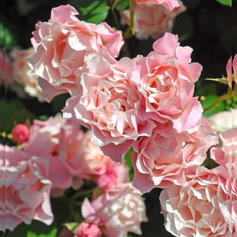  (Porcelaine dOrient)