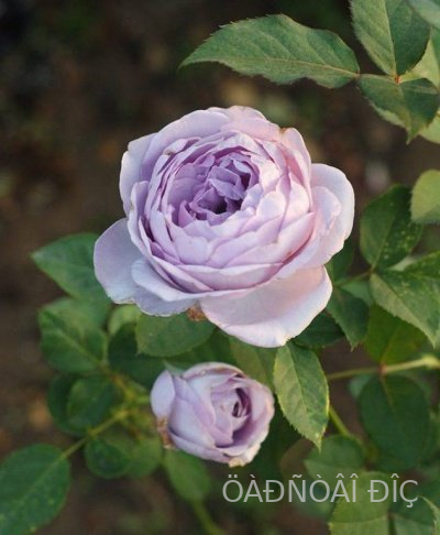   (Blue Storm Rose)