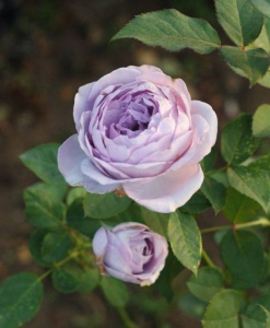   (Blue Storm Rose)