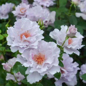  (Couture Rose Tilia)