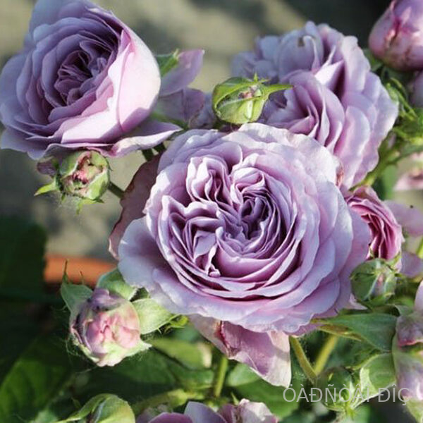   (Lavender Bouquet)