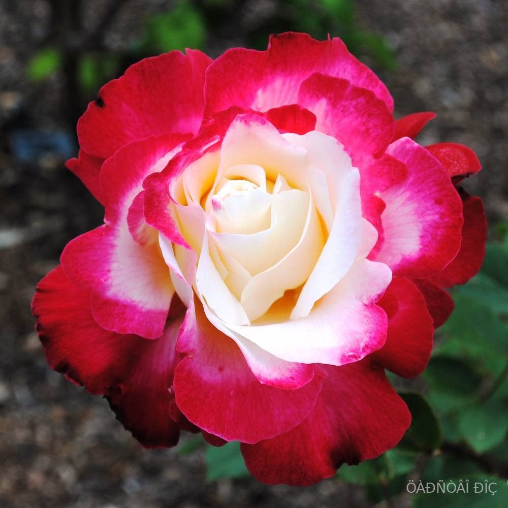 ���� ������ (Double Delight)