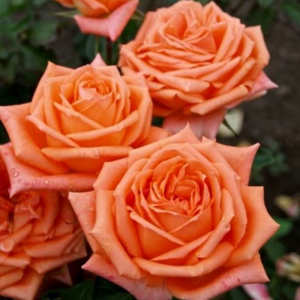 ��������� (Eldorado) 