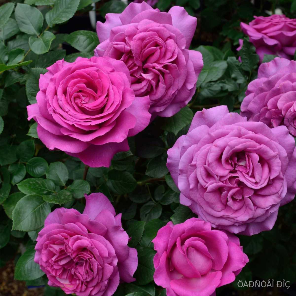    (Chartreuse de Parme)