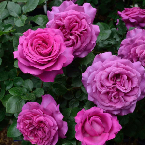    (Chartreuse de Parme)