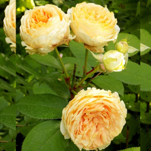 ���������� ���� (Chippendale Gold)