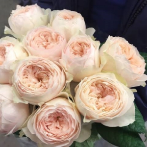 ���� ������� (Emma Woodhouse)