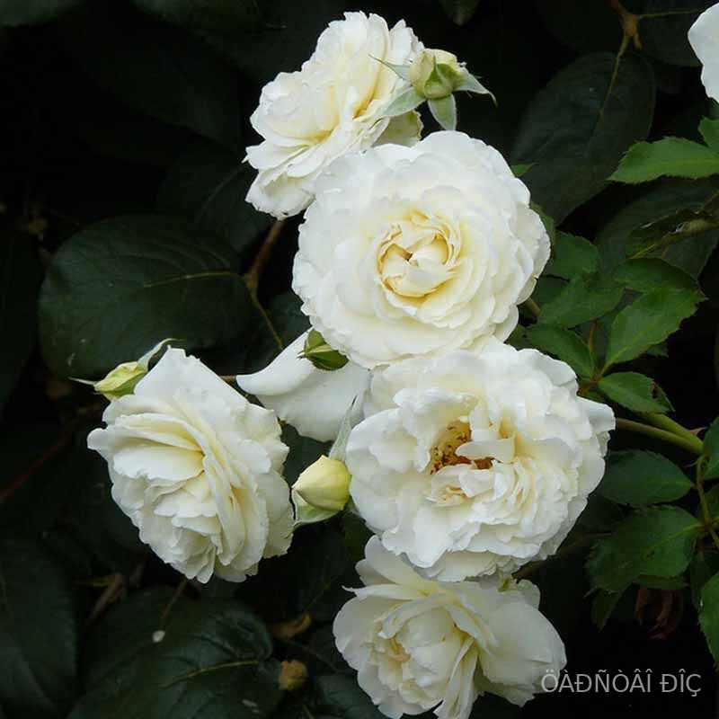 ��� �� ������ (J.P.Connell)