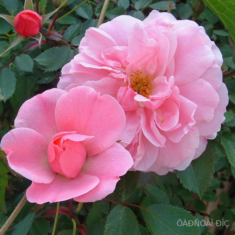 ���� ����� (John Davis)