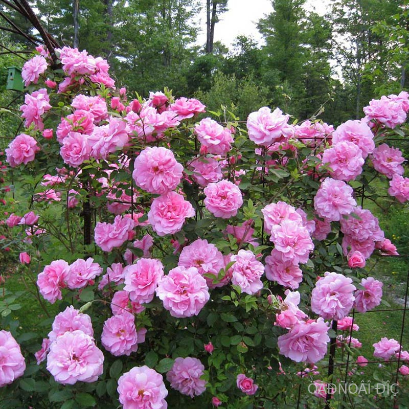 ���� ����� (John Davis)