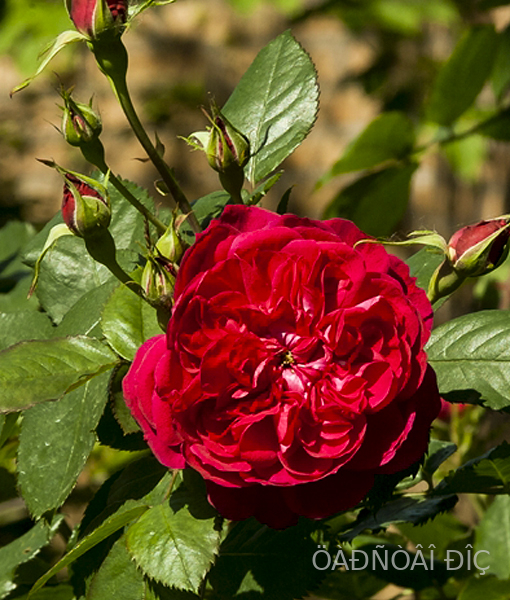 ������ (Quadra)