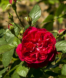 ������ (Quadra)