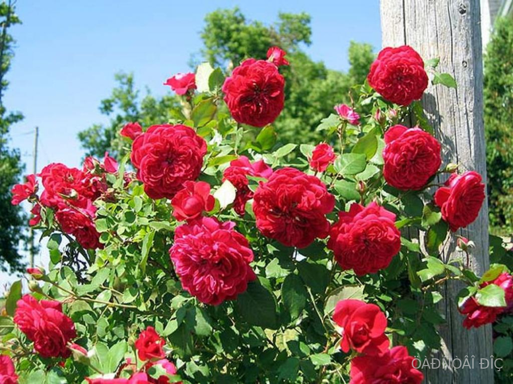 ������ (Quadra)