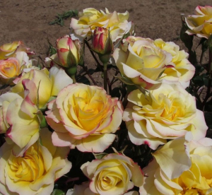 Hummingbird (����������)