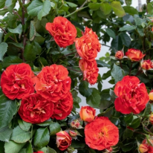 ���� �������� (Miss Tangerine)