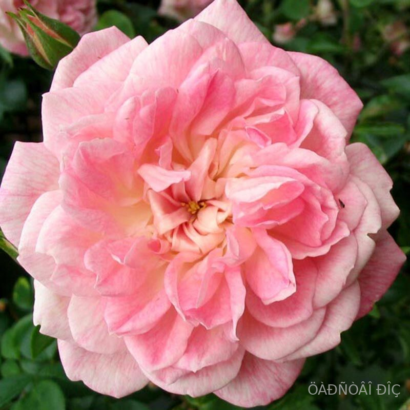 ����� ������� (Paul Transon)