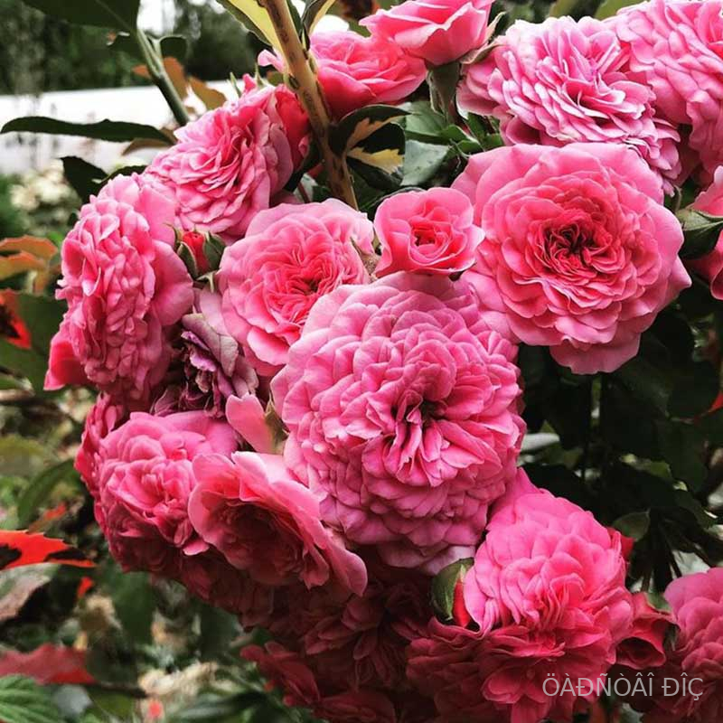 �� ���� ����� (Les Quatre Saisons)