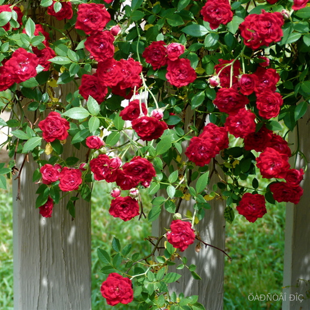 ��� ������ (Red Cascade)