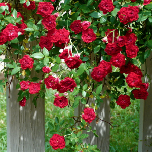 ��� ������ (Red Cascade)