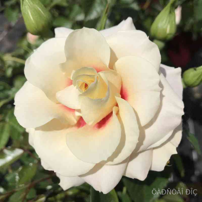 ������ ��� (Rising Sun)