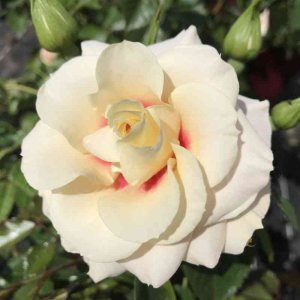 ������ ��� (Rising Sun)