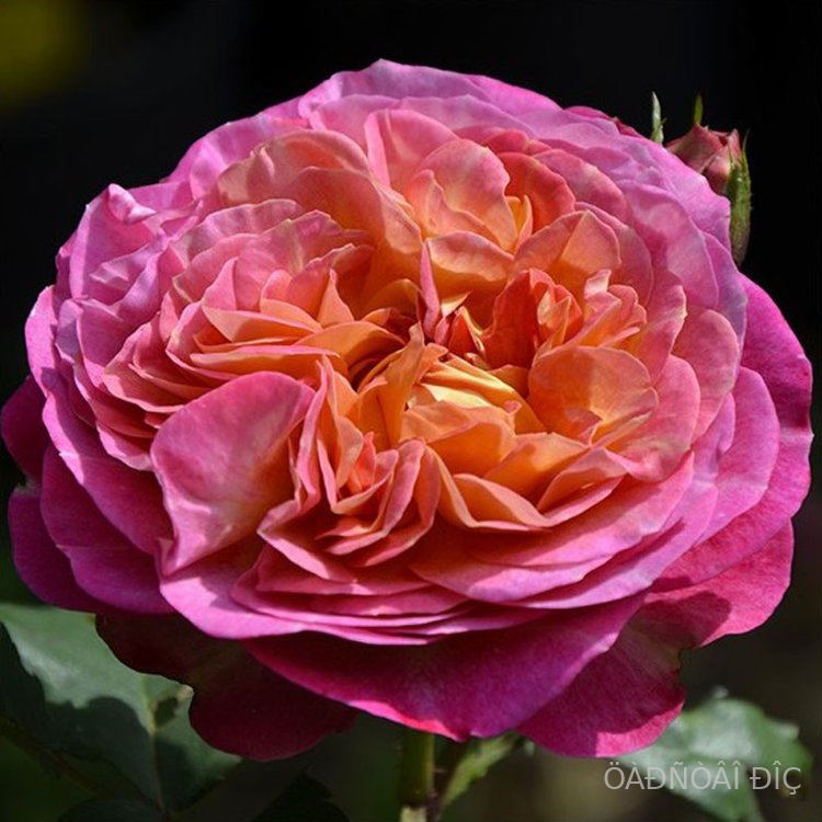 �� ���� �� �� ������ (Le Rosier De La Memoire)