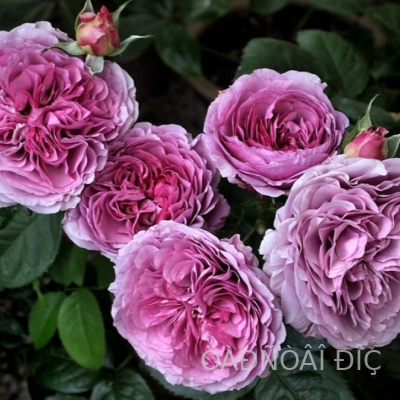 �������� ��� (Lavender Ice)