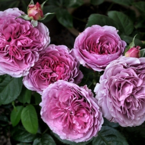 �������� ��� (Lavender Ice)