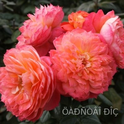 ���� �� ����� (Queen of Hearts) 