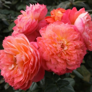 ���� �� ����� (Queen of Hearts) 